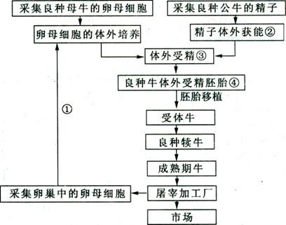 试管牛工厂化生产的技术解析 从精子发生到知识流程外包的应用